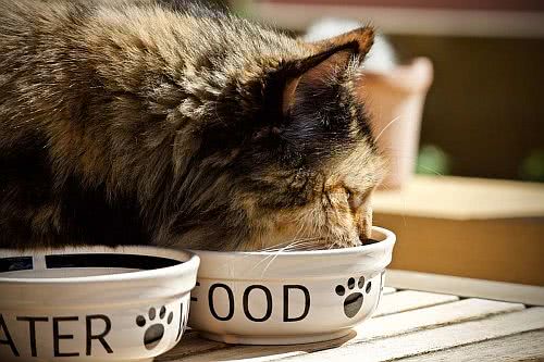 alimentos caseiros para gatos