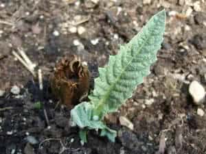 como plantar alcachofra