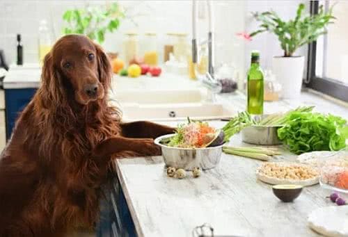 alimentação caseira para cães