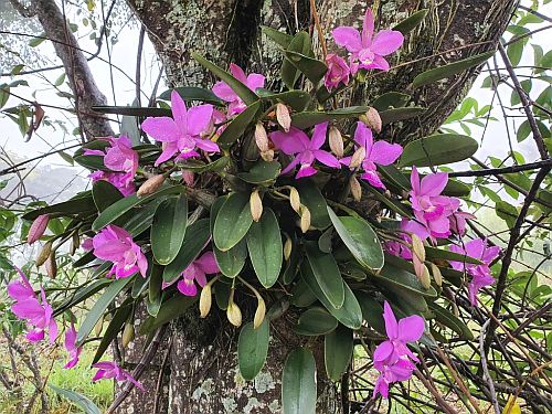 Orquídeas do Brasil: 19 espécies que você precisa conhecer
