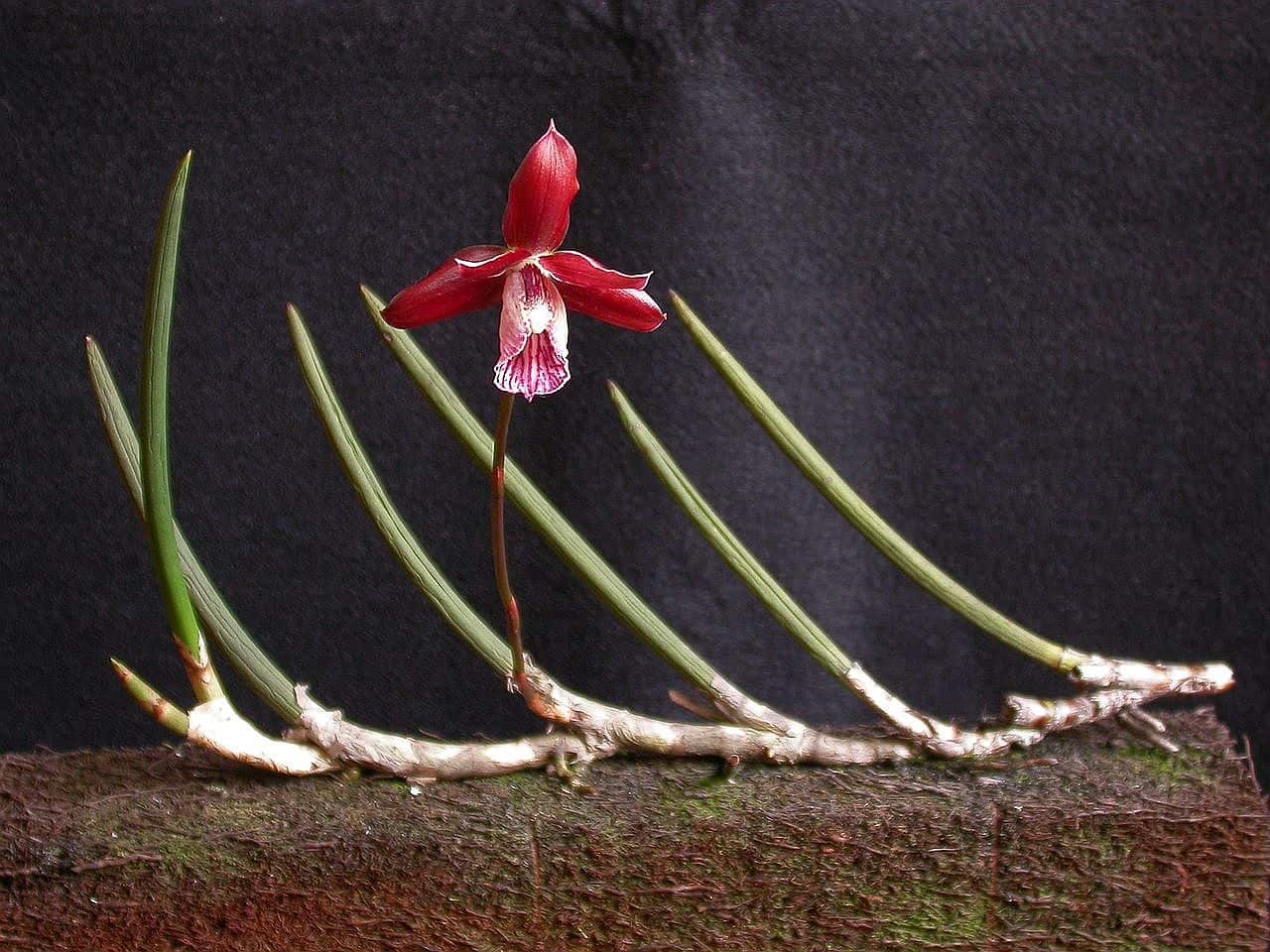 Orquídeas do Brasil: 19 espécies que você precisa conhecer