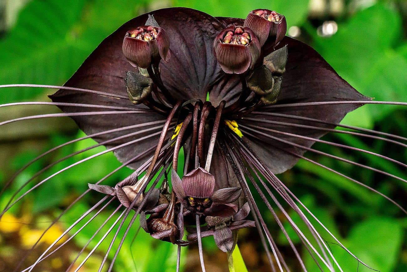 Flor-morcego (Tacca chantrieri), a planta mais visada do mundo