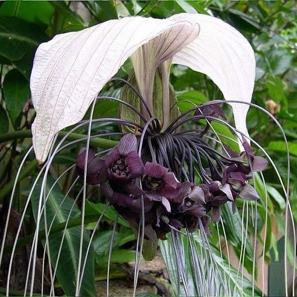 Flor-morcego (Tacca chantrieri), a planta mais visada do mundo