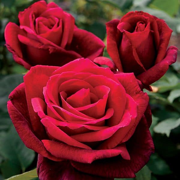 Rosas: mitos, significado das cores e ... espécies vermelhas clássicas