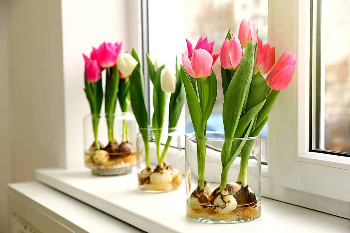 Flores com bulbo aparente na decoração e como plantá-las em casa