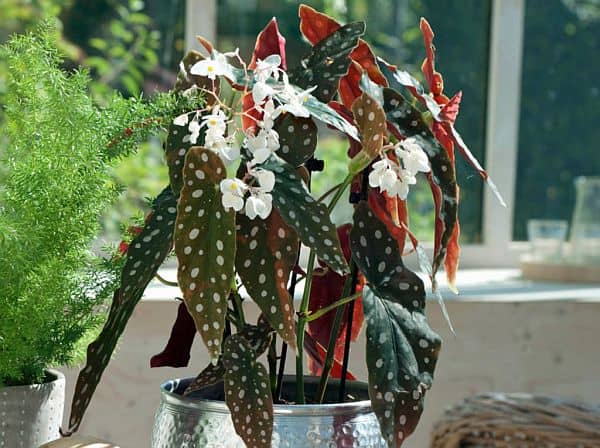 Begônia maculata, a planta sensação das urban jungles - FazFácil